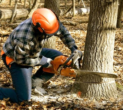 Tree Removal in Foss, OK